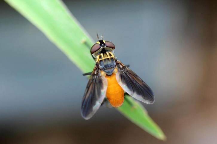 Feather legged fly